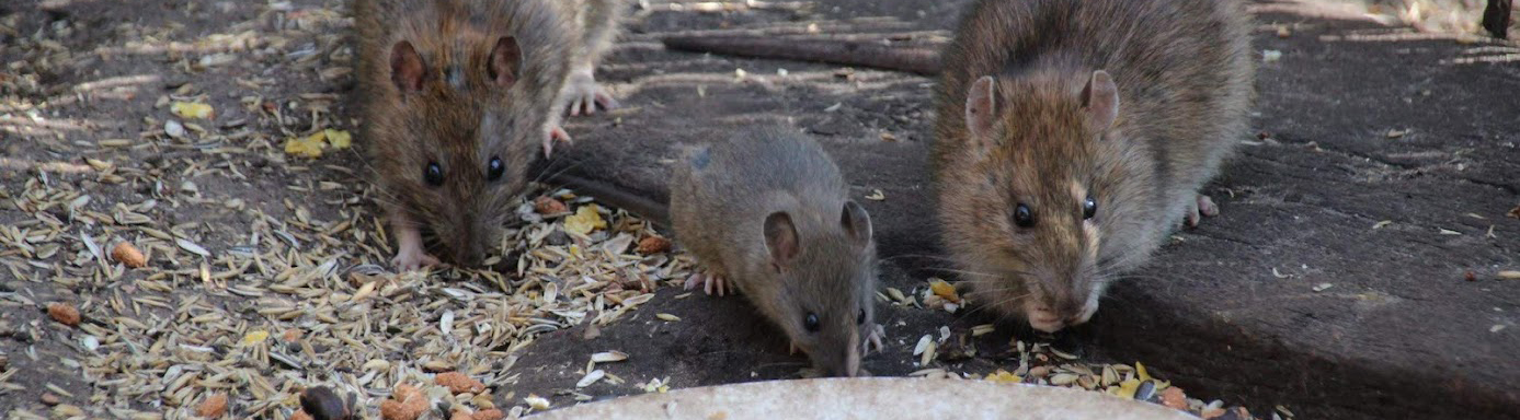 Wilde Ratten.nl